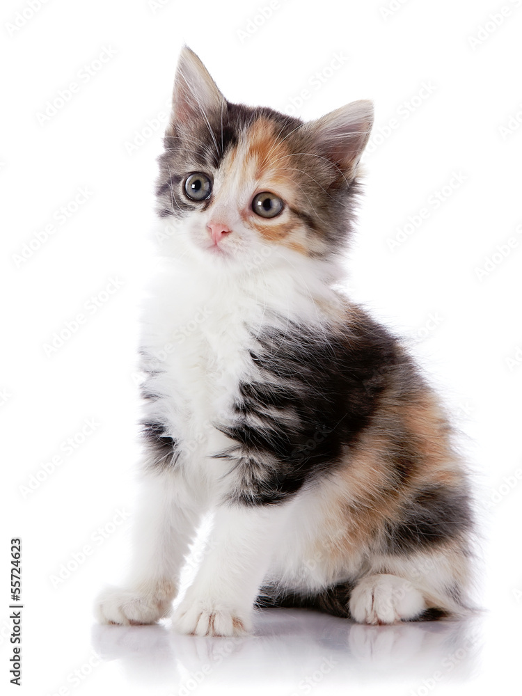 Multi-colored kitten on a white background. Multi-colored kitten on a white background.