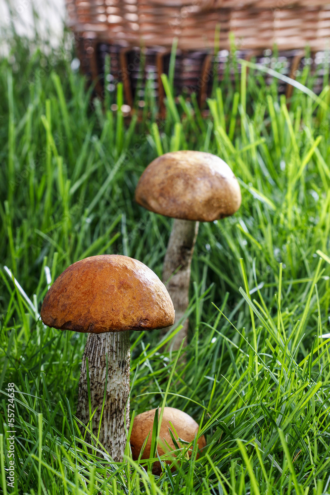 Leccinum mushrooms (aspen mushrooms) in the forest Leccinum mushrooms (aspen mushrooms) in the forest