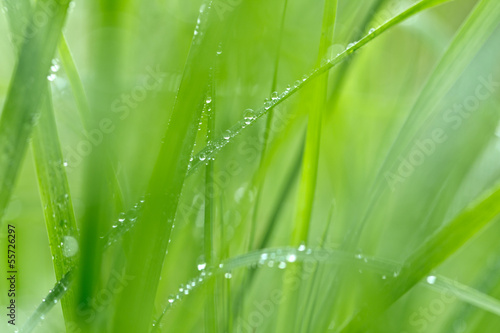 water drops on grass in nature. Macro