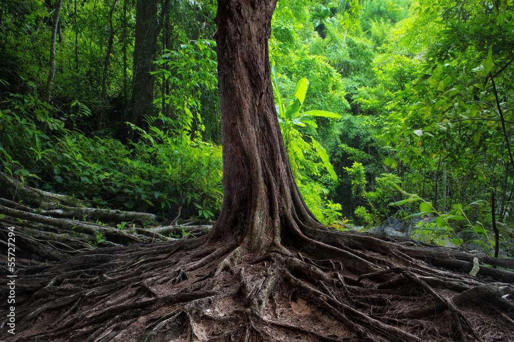 Naklejka premium Stare drzewo z dużymi korzeniami w zielonym lesie dżungli