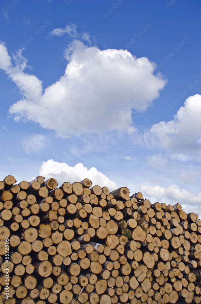 industrial timber pile log stack and sky