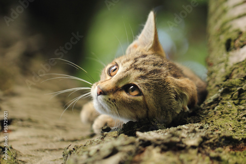 cat