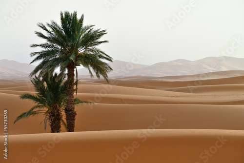 Sand dunes and palm in the Sahara Desert, Morocco