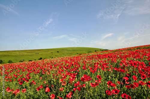 View of a poppy field