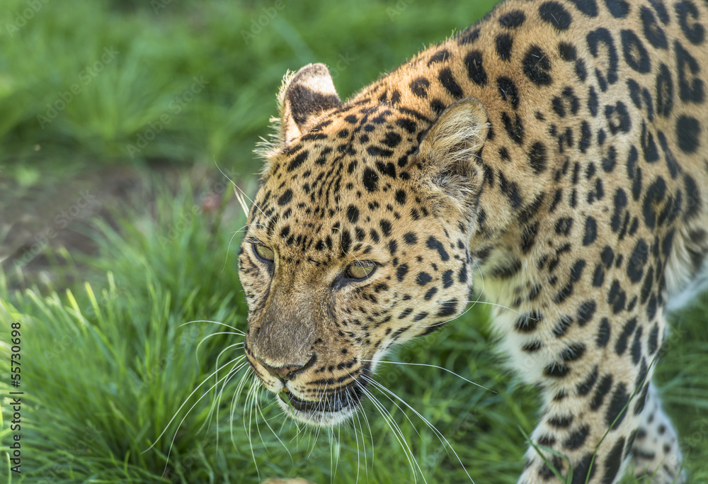 Amur Leopard (Panthera pardus orientalis) Amur Leopard (Panthera pardus orientalis)