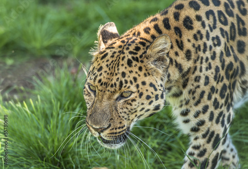 Amur Leopard  Panthera pardus orientalis 