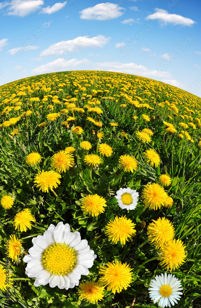 Fototapeta premium dandelions with daisies on the meadow with blue sky