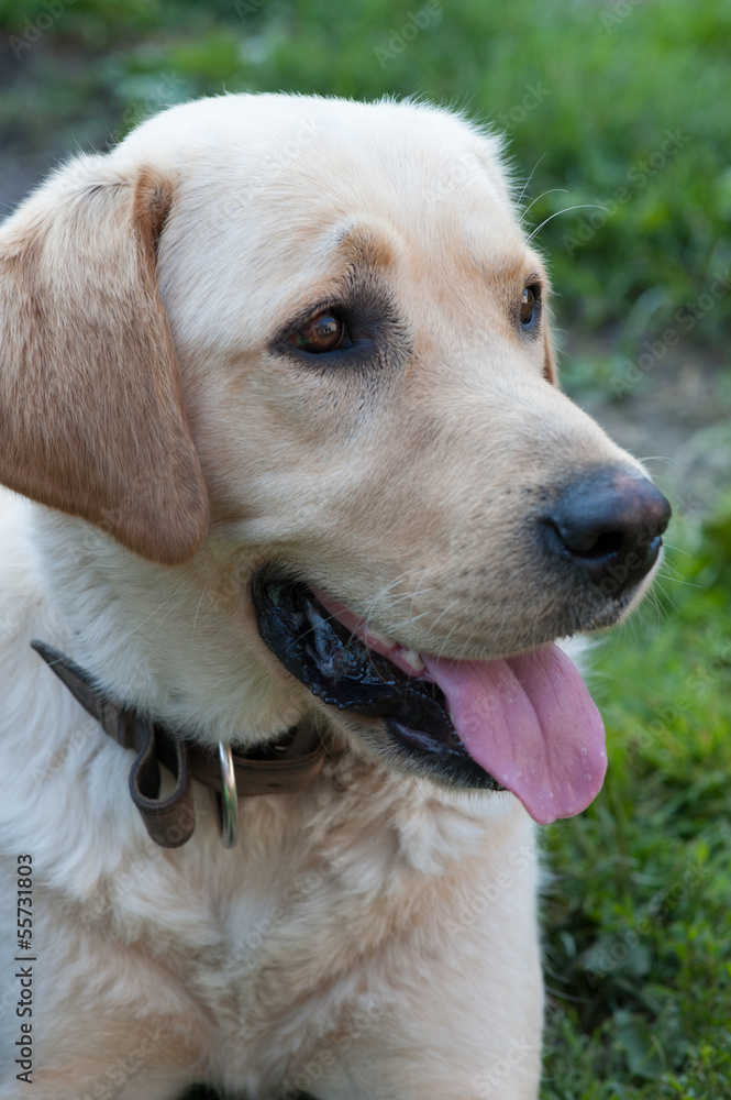 Labrador retriever 2