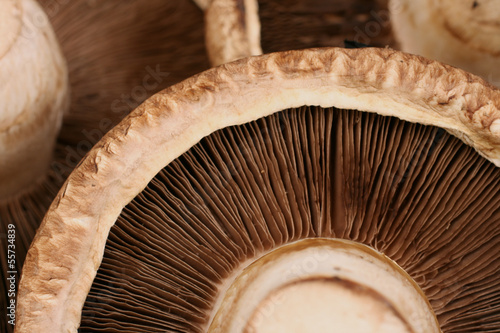 Ταπετσαρία Portobello Mushrooms