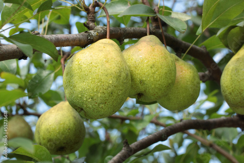 Pears on a tree branch in orchard  after rain