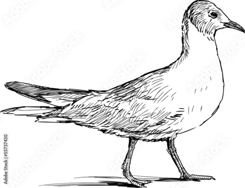 walking gull