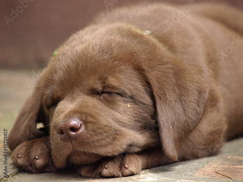 Sleeping chocolate lab puppy