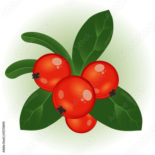 Cowberry. Vector.