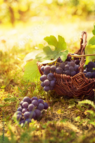 Grapes harvest