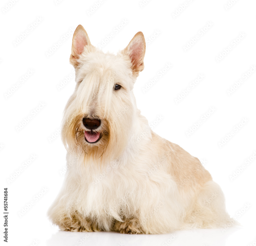 Scotch terrier top white
