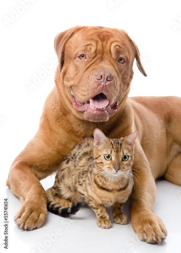 Fototapeta Naklejka Na Ścianę i Meble -  Dogue de Bordeaux (French mastiff) and Bengal cat