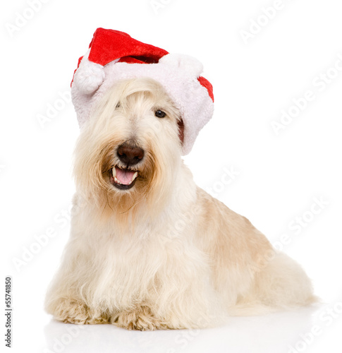 Scottish Terrier in red christmas Santa hat. isolated on white