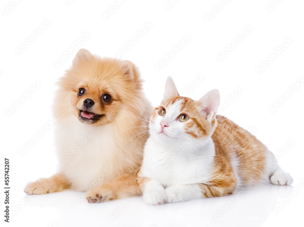 Fototapeta premium orange cat and spitz dog together. looking up. isolated on white