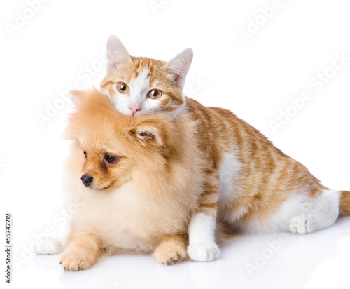 cat embraces a dog. looking at camera. isolated on white 