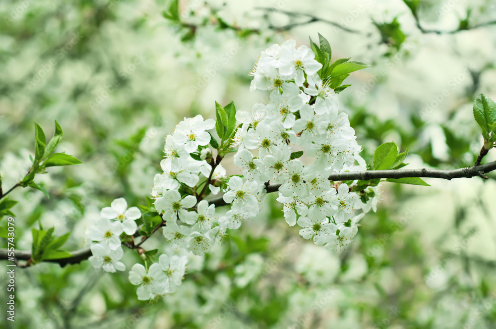 Cherry flowers Cherry flowers