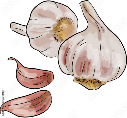 knoblauch gemalt