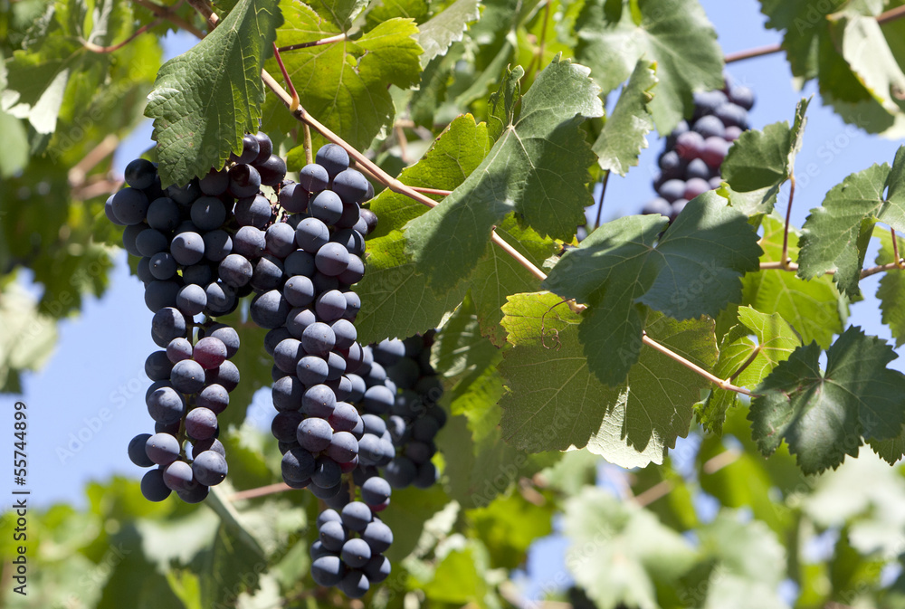 Fototapeta premium Black Grape Bunch