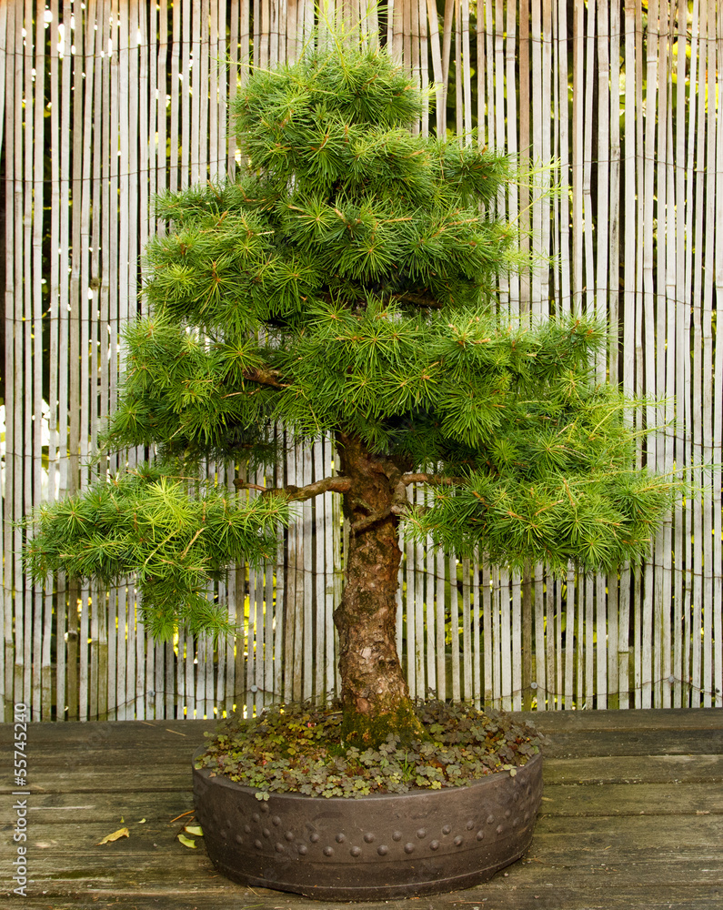Japanischer Garten Bonsai Baum Stock Photo | Adobe Stock