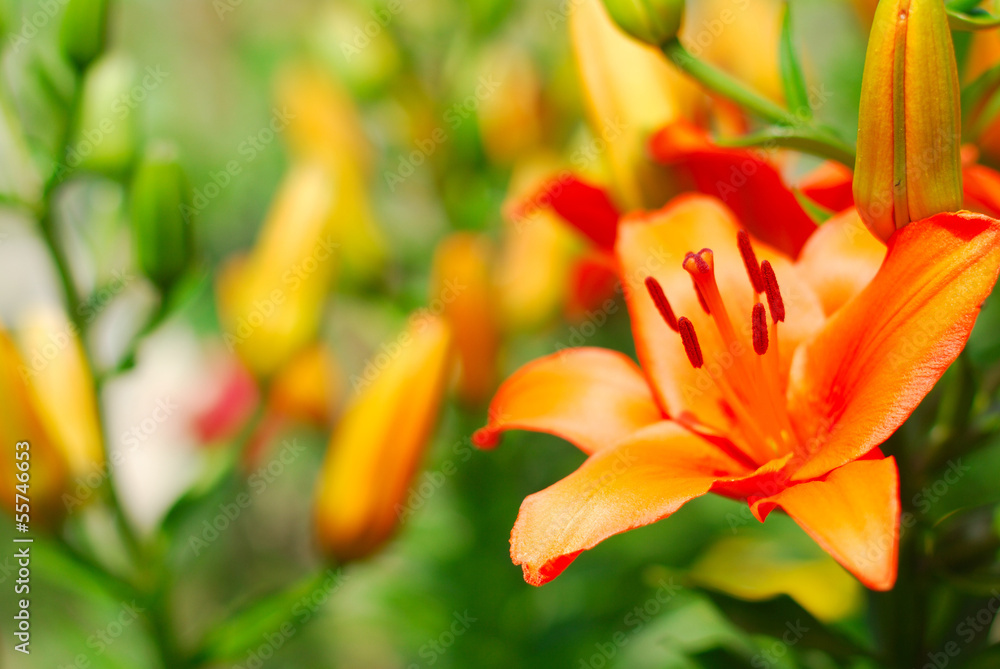 Fototapeta premium Large flowers lily