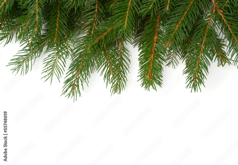Obraz premium spruce branches