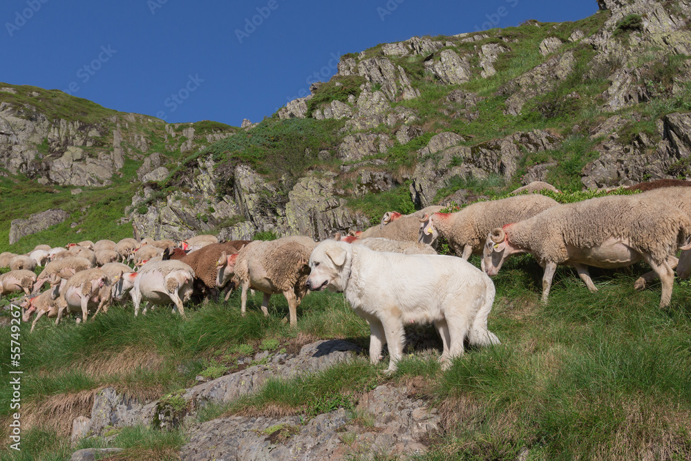 Fototapeta premium Sheepdog keeping sheep in France