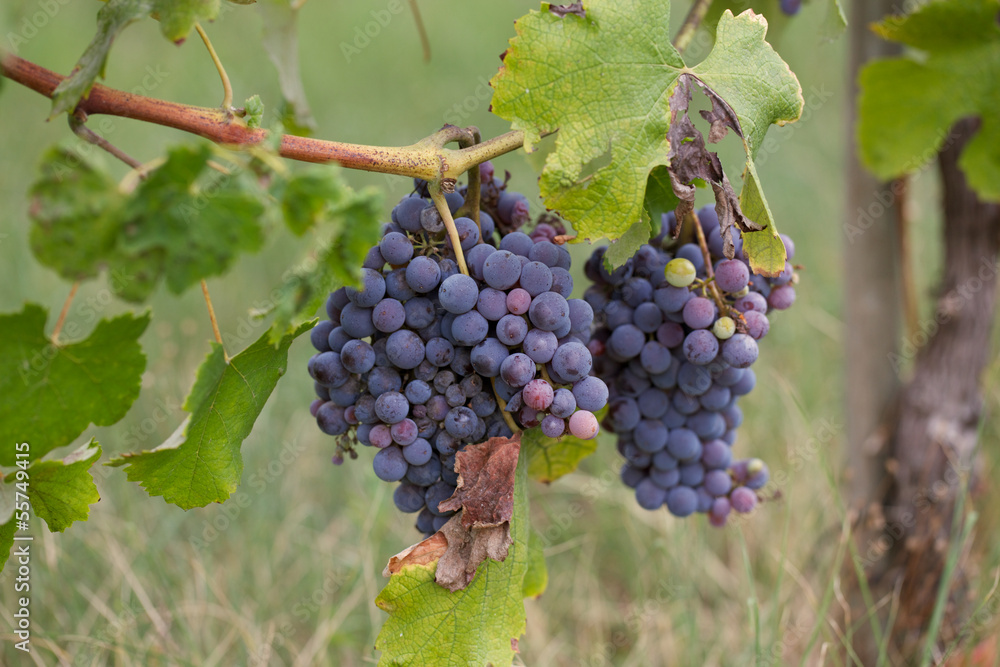 Fototapeta premium Vineyard