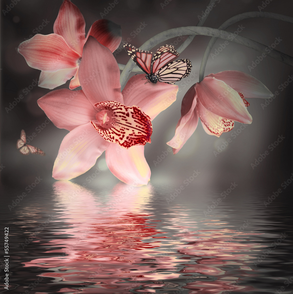 Orchids with a butterfly on the coloured background - obrazy, fototapety, plakaty 