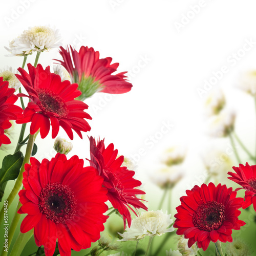 Fototapeta Naklejka Na Ścianę i Meble -  Multi-colored gerbera daisies on a white background