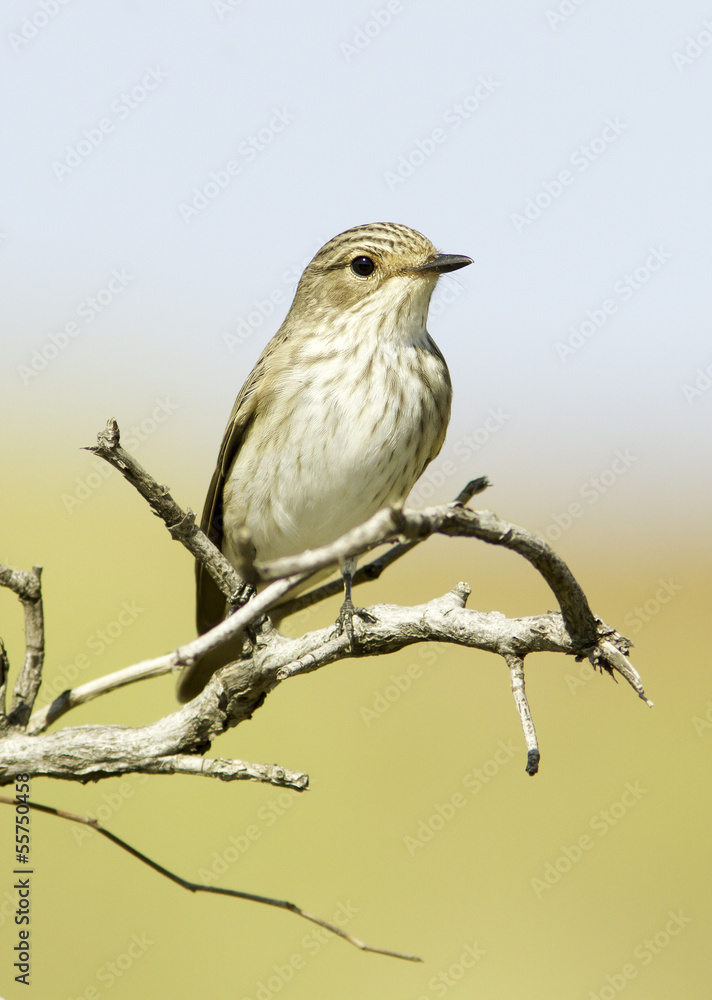 Spotted flycatcher / Muscicapa striata in natural habitat