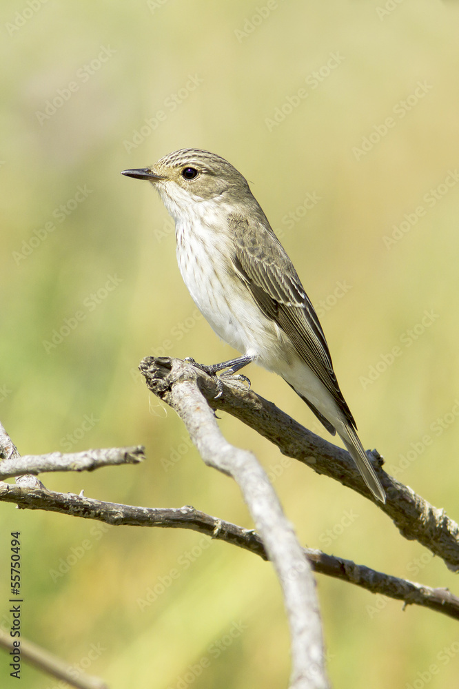 Spotted flycatcher, Muscicapa striata, single bird on branch Spotted flycatcher, Muscicapa striata, single bird on branch
