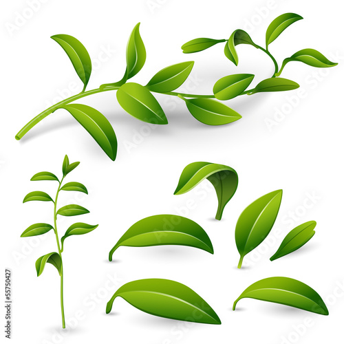 Branch with leaves