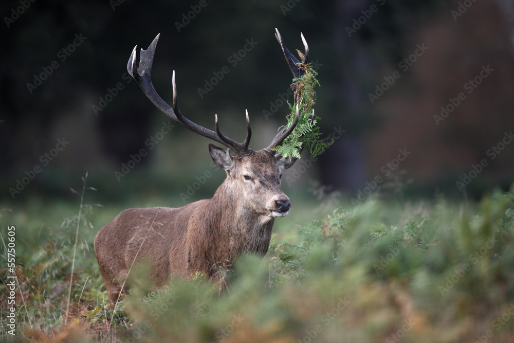 Obraz premium Red deer, Cervus elaphus