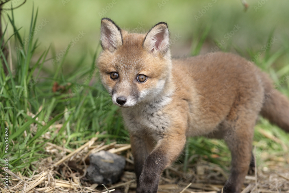 Red fox, Vulpes vulpes Red fox, Vulpes vulpes