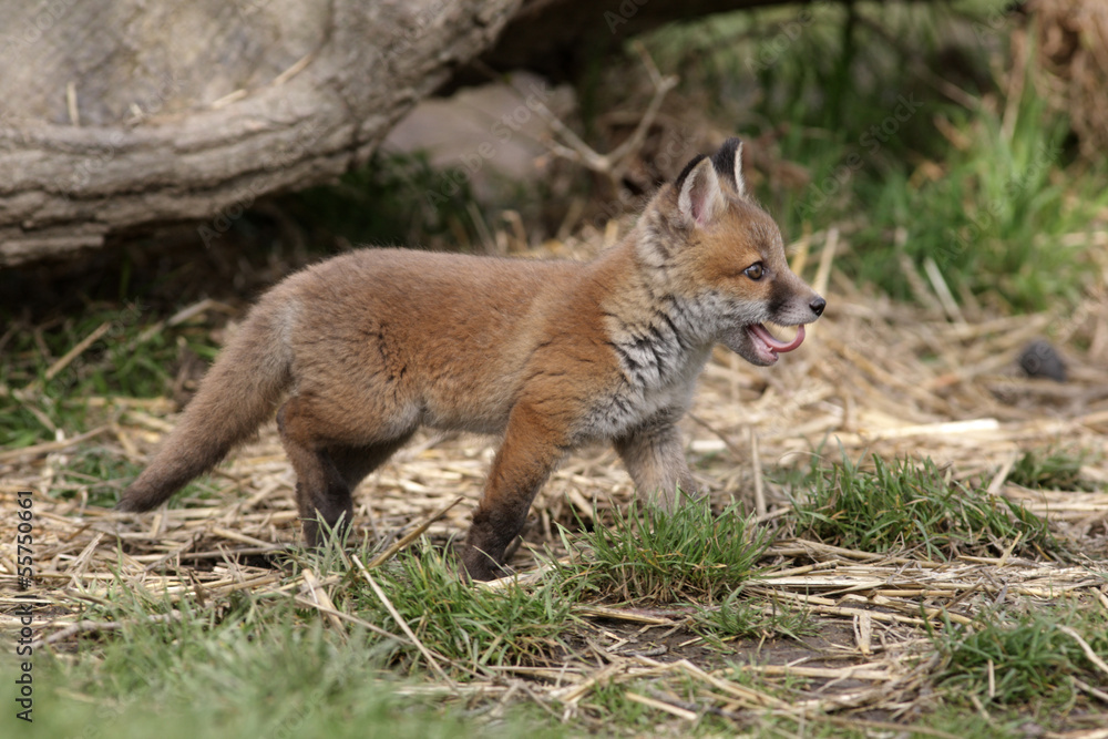 Red fox, Vulpes vulpes Red fox, Vulpes vulpes