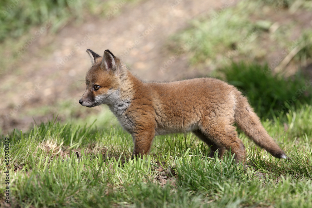 Fototapeta premium Red fox, Vulpes vulpes