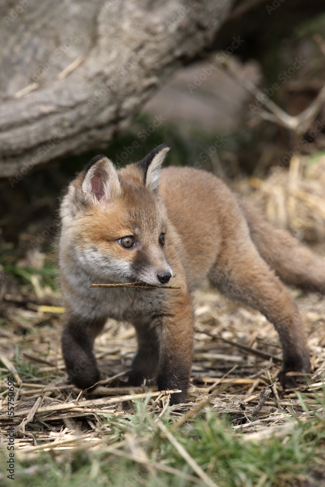 Fototapeta premium Red fox, Vulpes vulpes