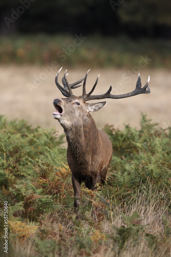 Red deer  Cervus elaphus