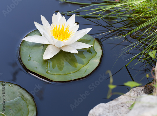 Fototapeta Naklejka Na Ścianę i Meble -  Water lily