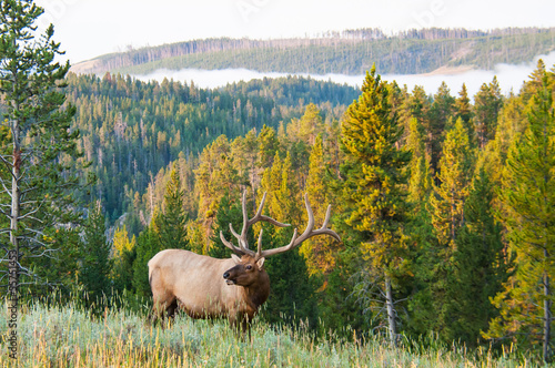Foto Morning Elk