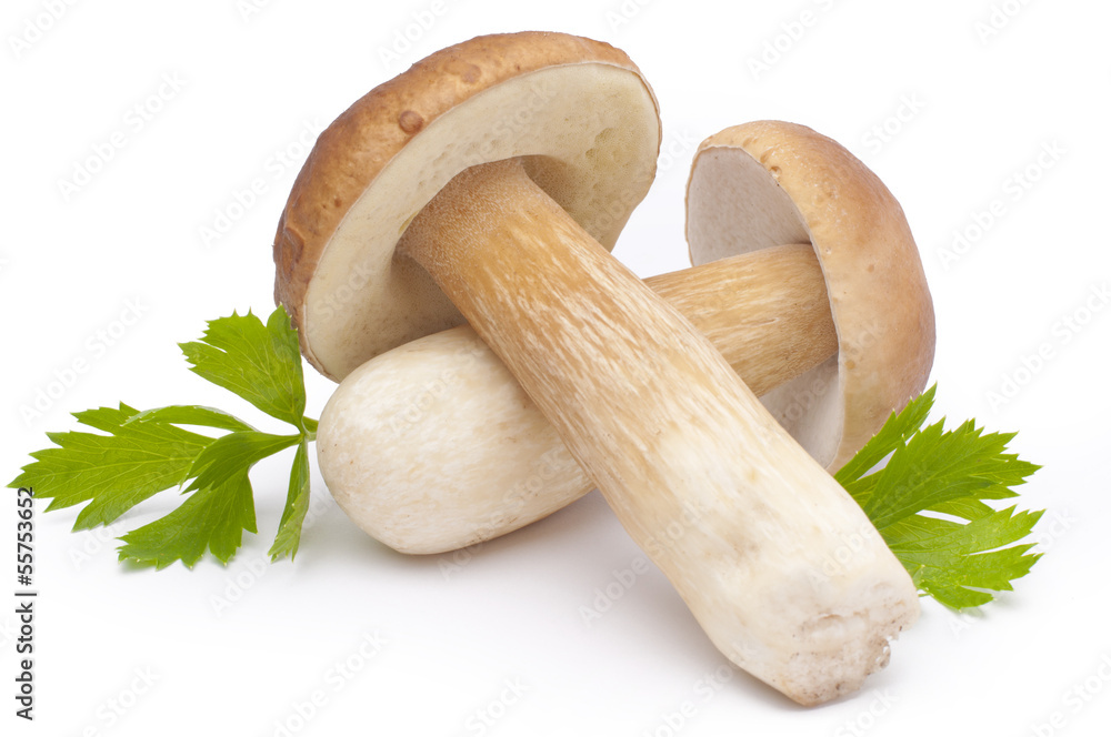 Borowik szlachetny - Boletus Borowik szlachetny - Boletus