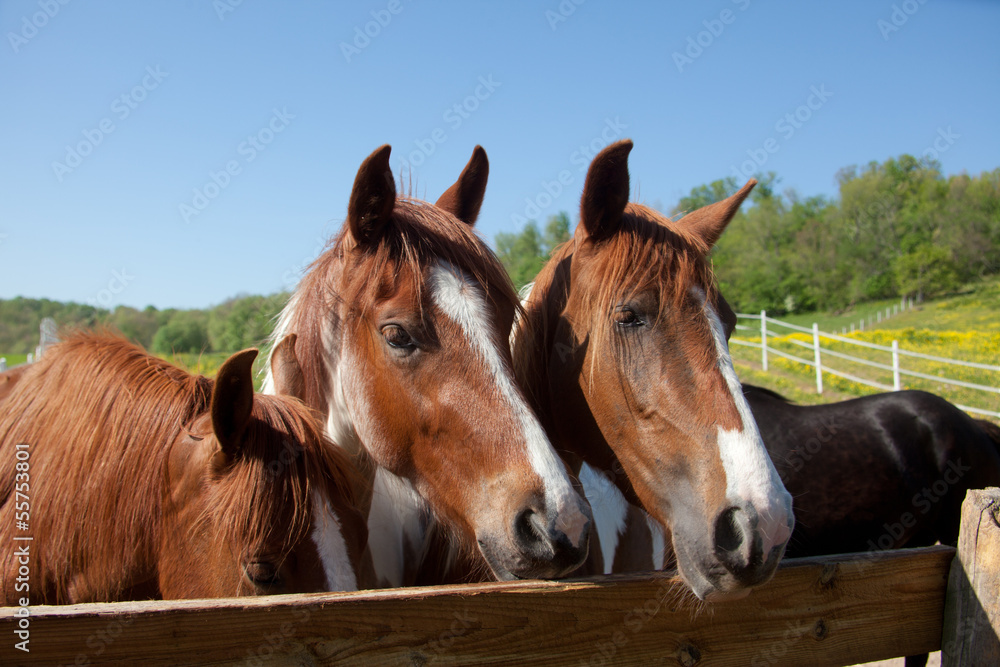 Fototapeta premium Horses