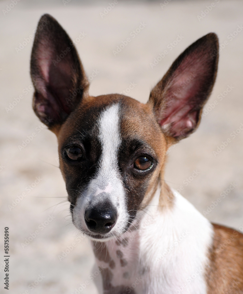 pequeno cão pequeno cão