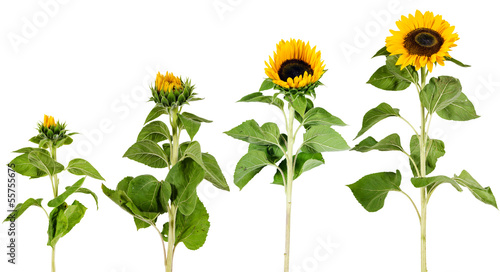 Wachstum, Entwicklung einer Sonnenblume