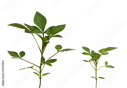 Young tree isolated on a white background