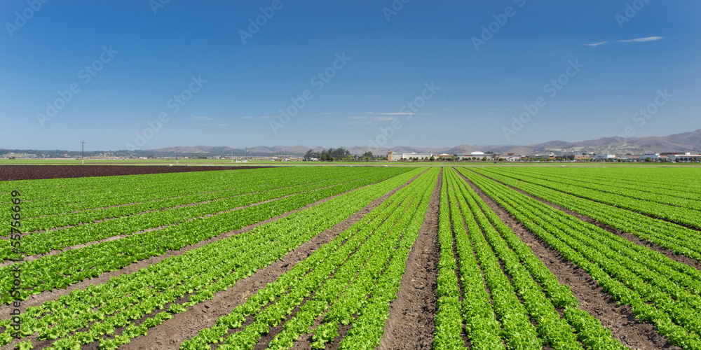 Lettuce Field Panorama